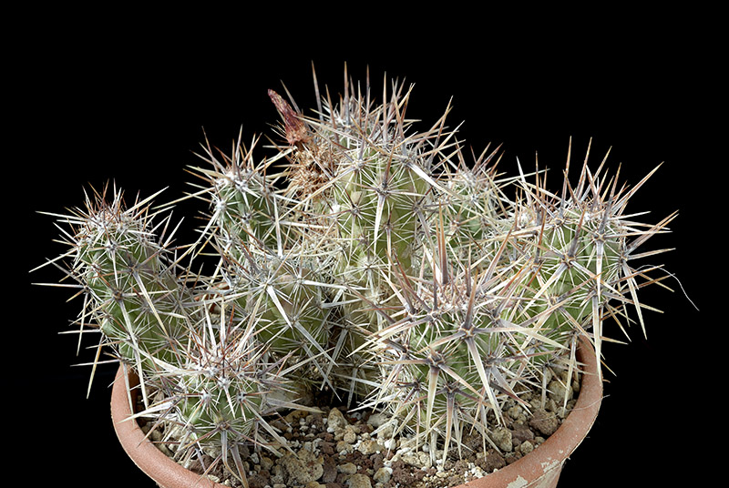 Echinocereus Brandegeii D. 22 € 68.00.jpg